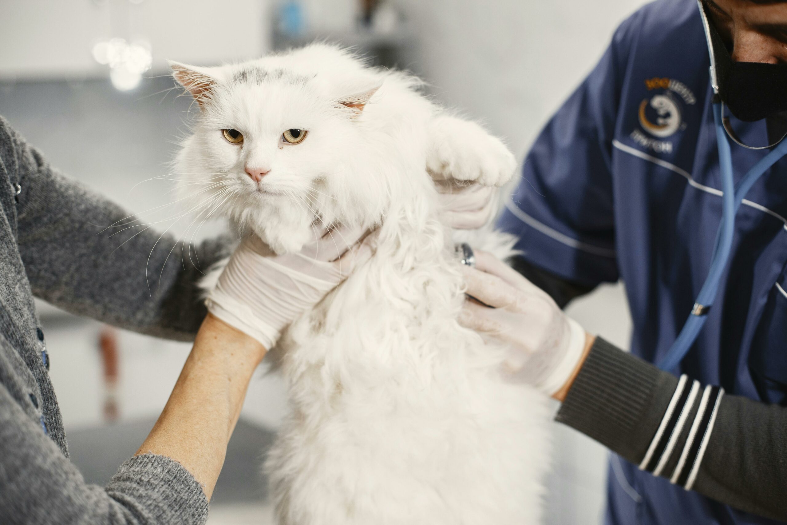 cat visiting the veterinarian