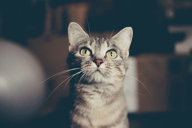 A close-up of a gray tabby cat with green eyes looking slightly upward, against a blurred indoor background.