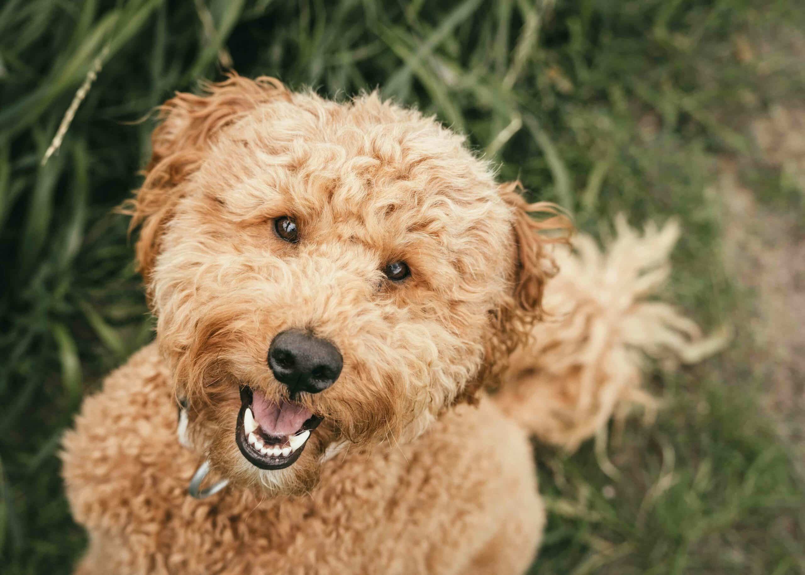 A curly-haired, light brown dog sits on grass, looking up with its mouth open and ears perked.