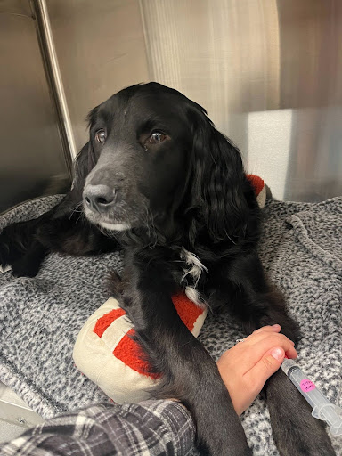 A black dog lies on a gray blanket with a red and white toy, receiving an injection in its front leg from a person holding a syringe.