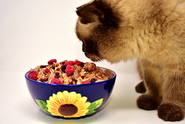 Cat eating bowl of Cat Food 