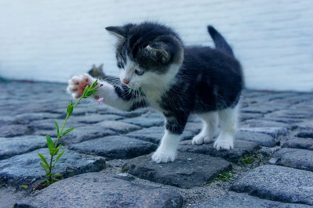 Cat playing with flower