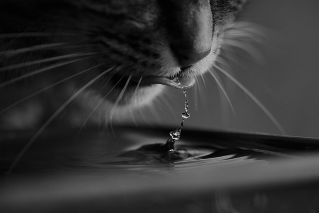 Black and White photo of cat drinking water 