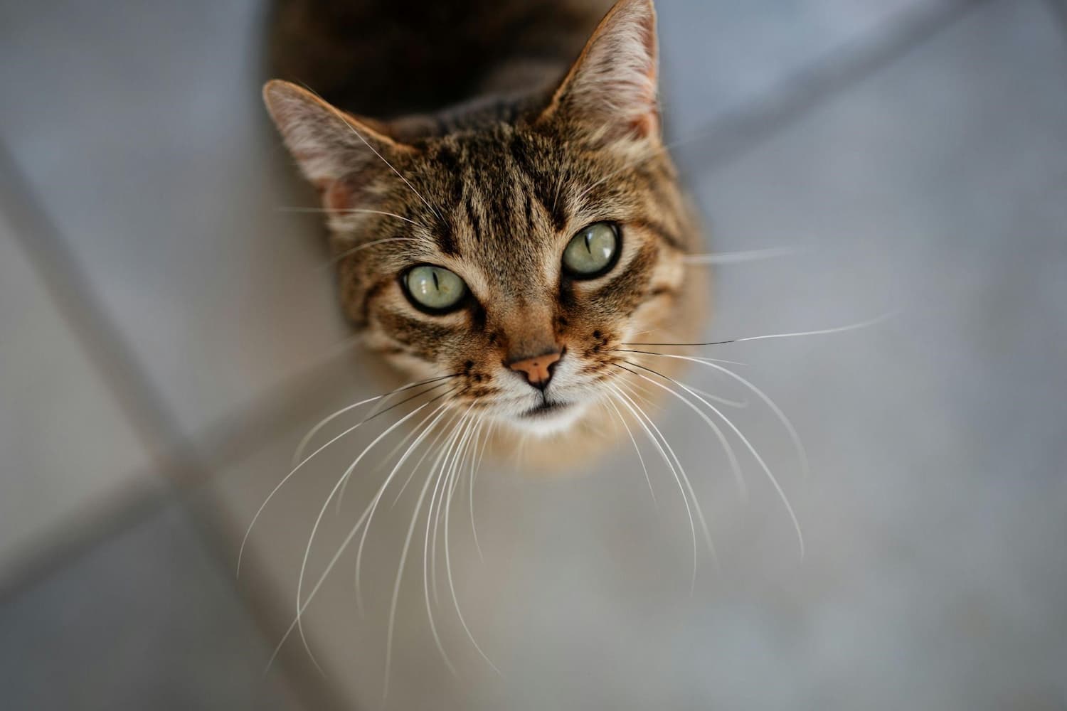 A brown tabby cat with green eyes looks up towards the camera, sitting on a tiled floor.