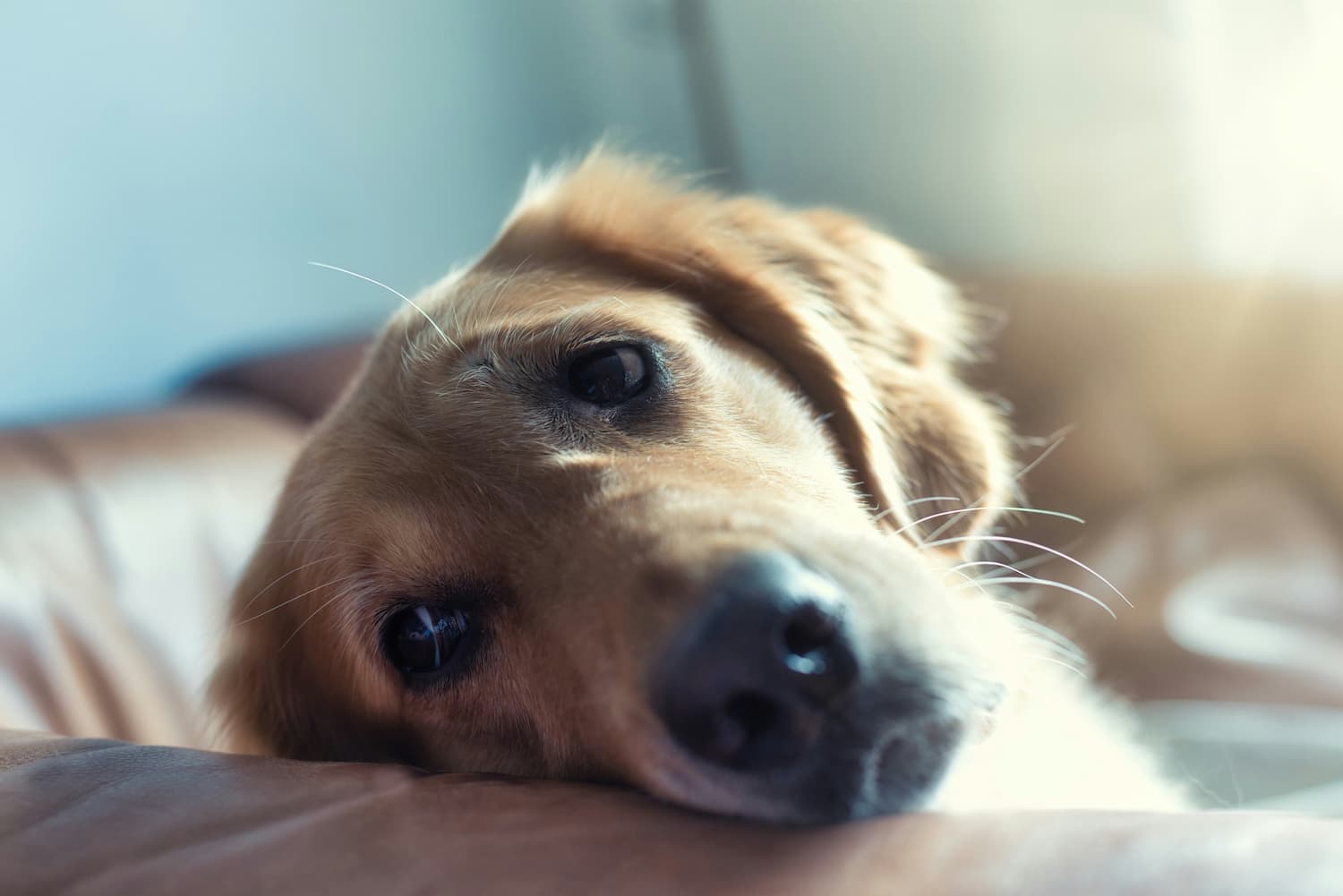 A close-up of a golden retriever lying on a brown couch, looking directly at the camera with a relaxed expression.