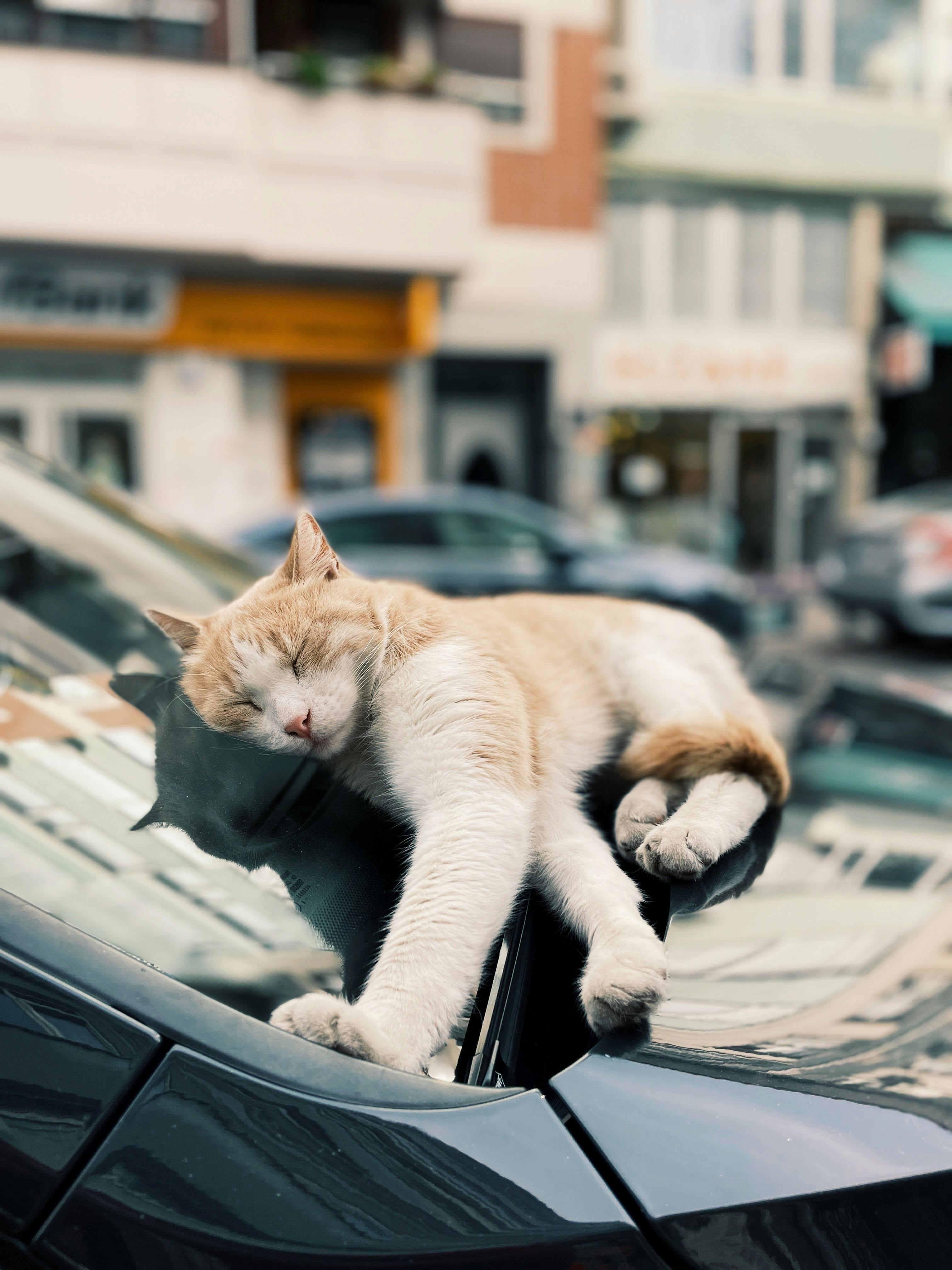 Cat on car 