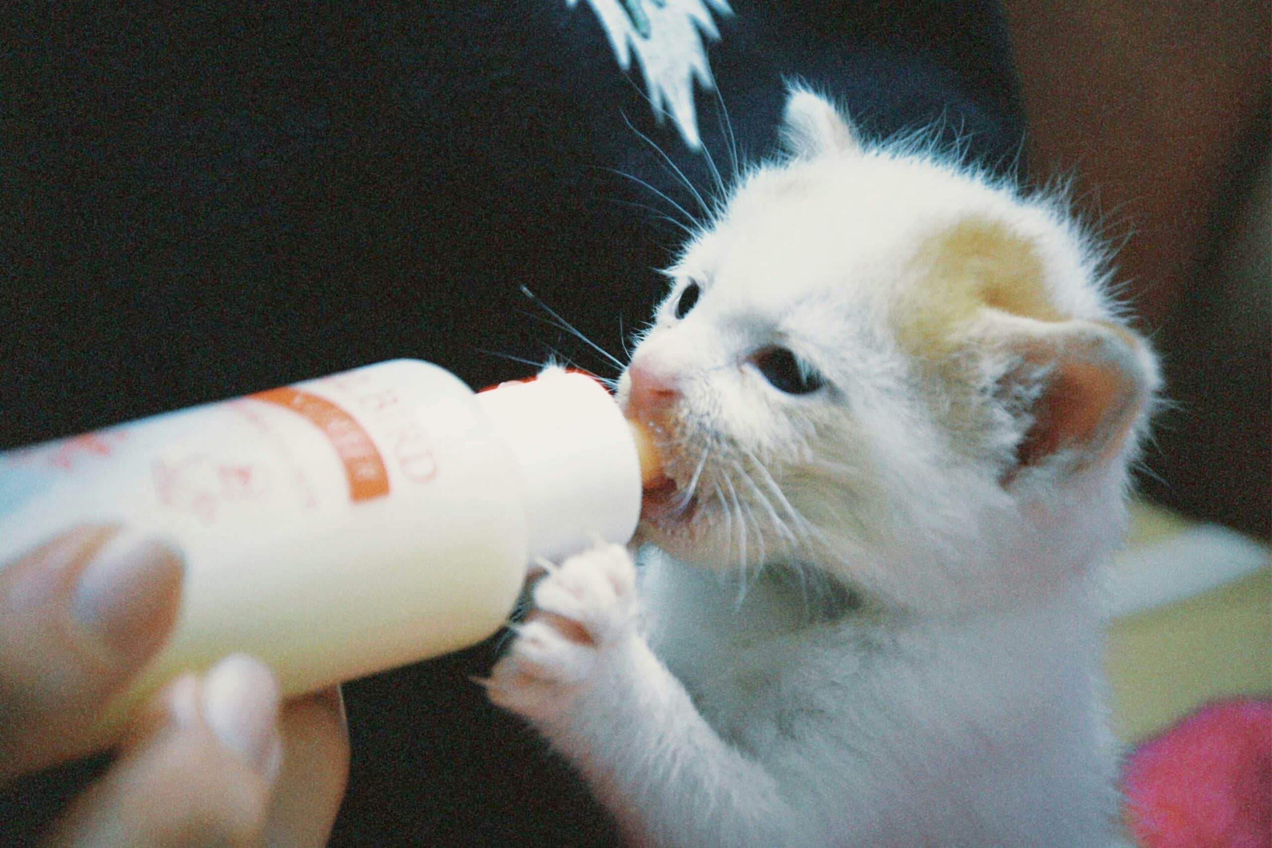 kitten being bottle fed