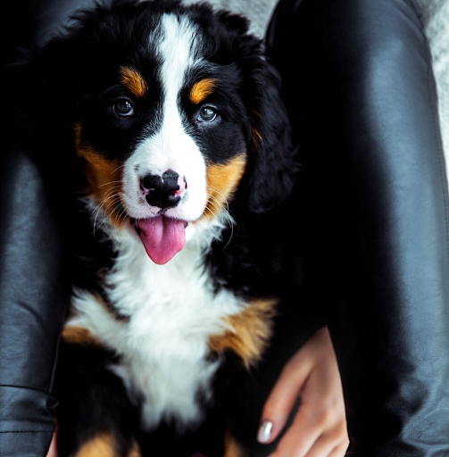 how to protect your pet