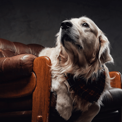 Golden retriever wearing a plaid bandana rests its front legs on the arm of a brown leather chair, looking upwards against a dark background.
