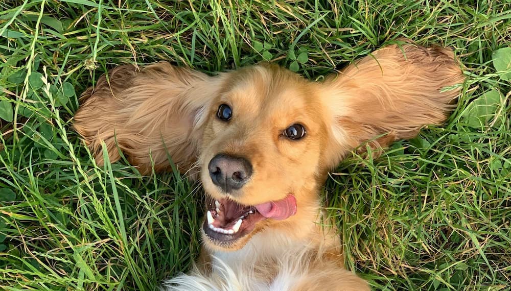 A dog with long ears lies on grass, looking up with an open mouth and tongue out.