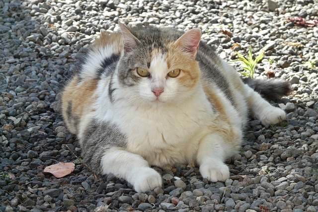 Overweight cat outside 