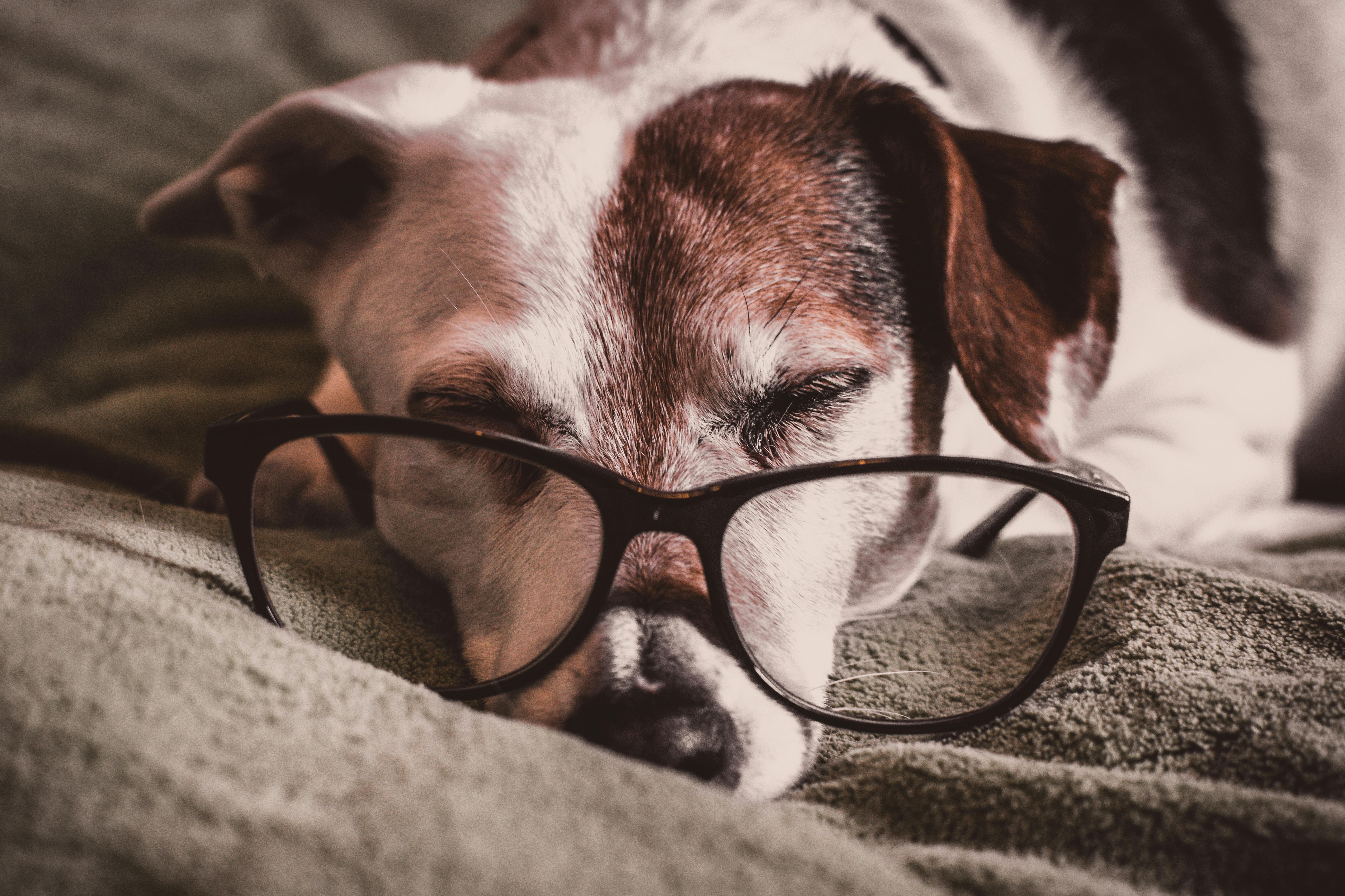 Senior dog with glasses on