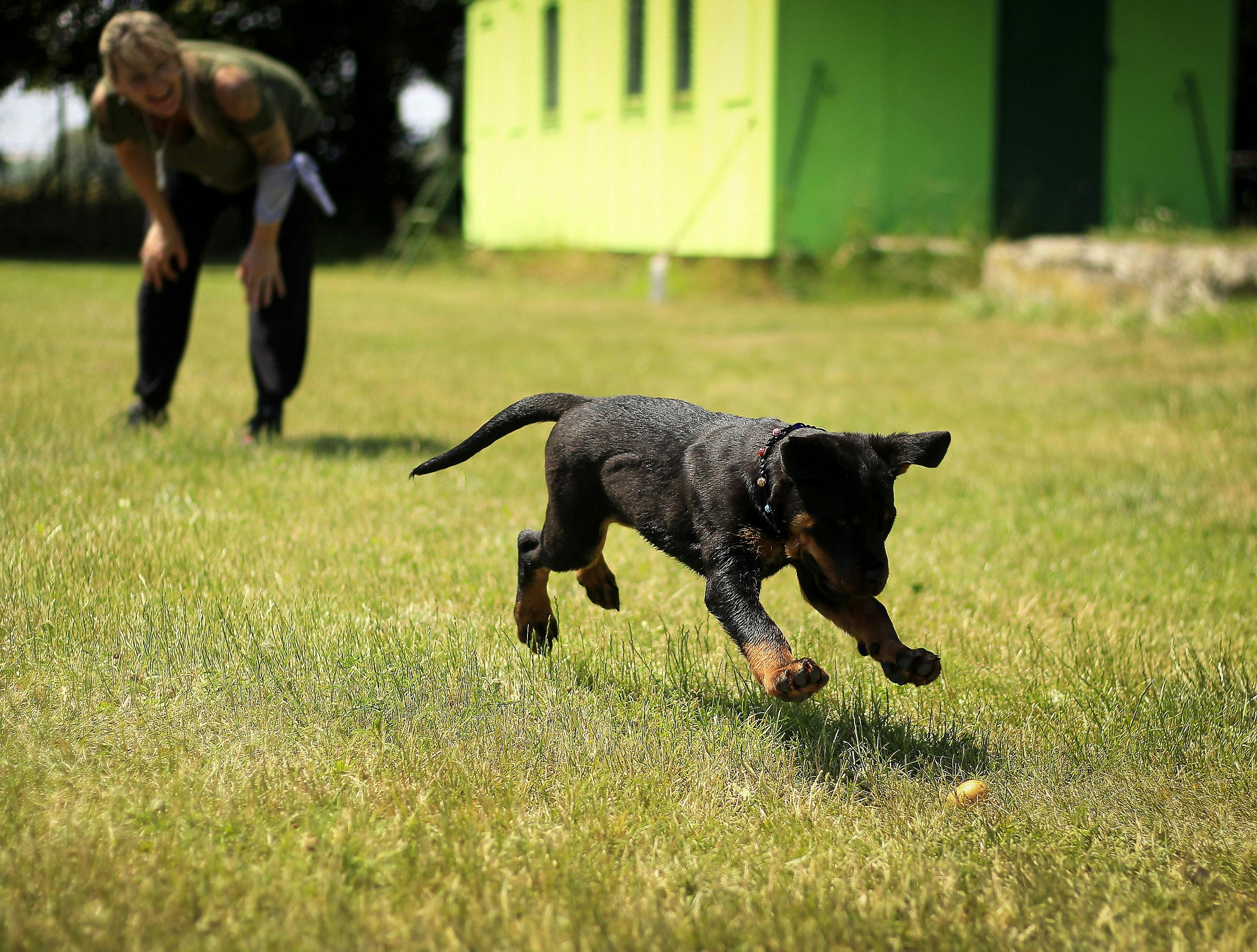 Rottweiler Puppy Running on Lawn Grass