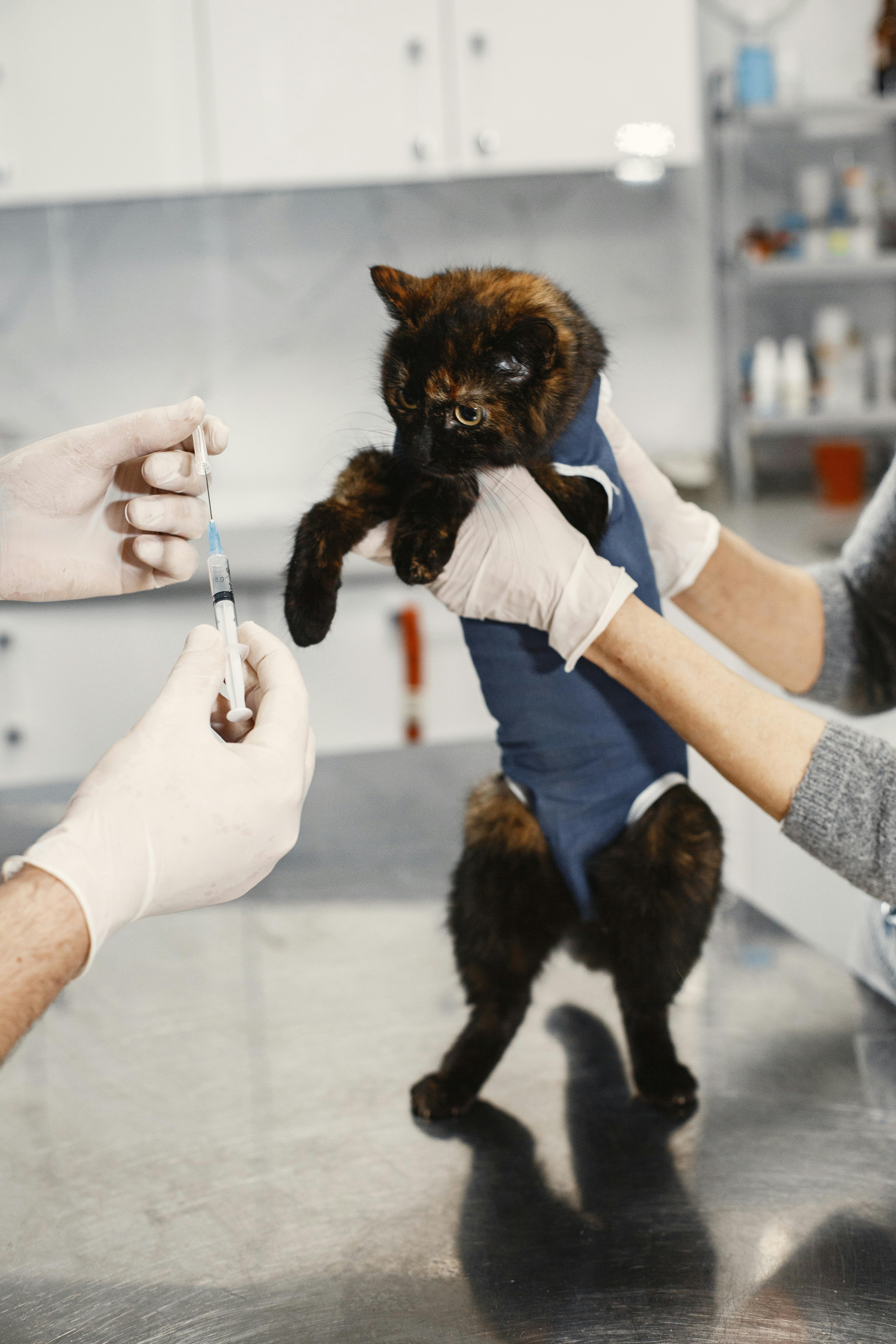Cat Getting a Vaccine