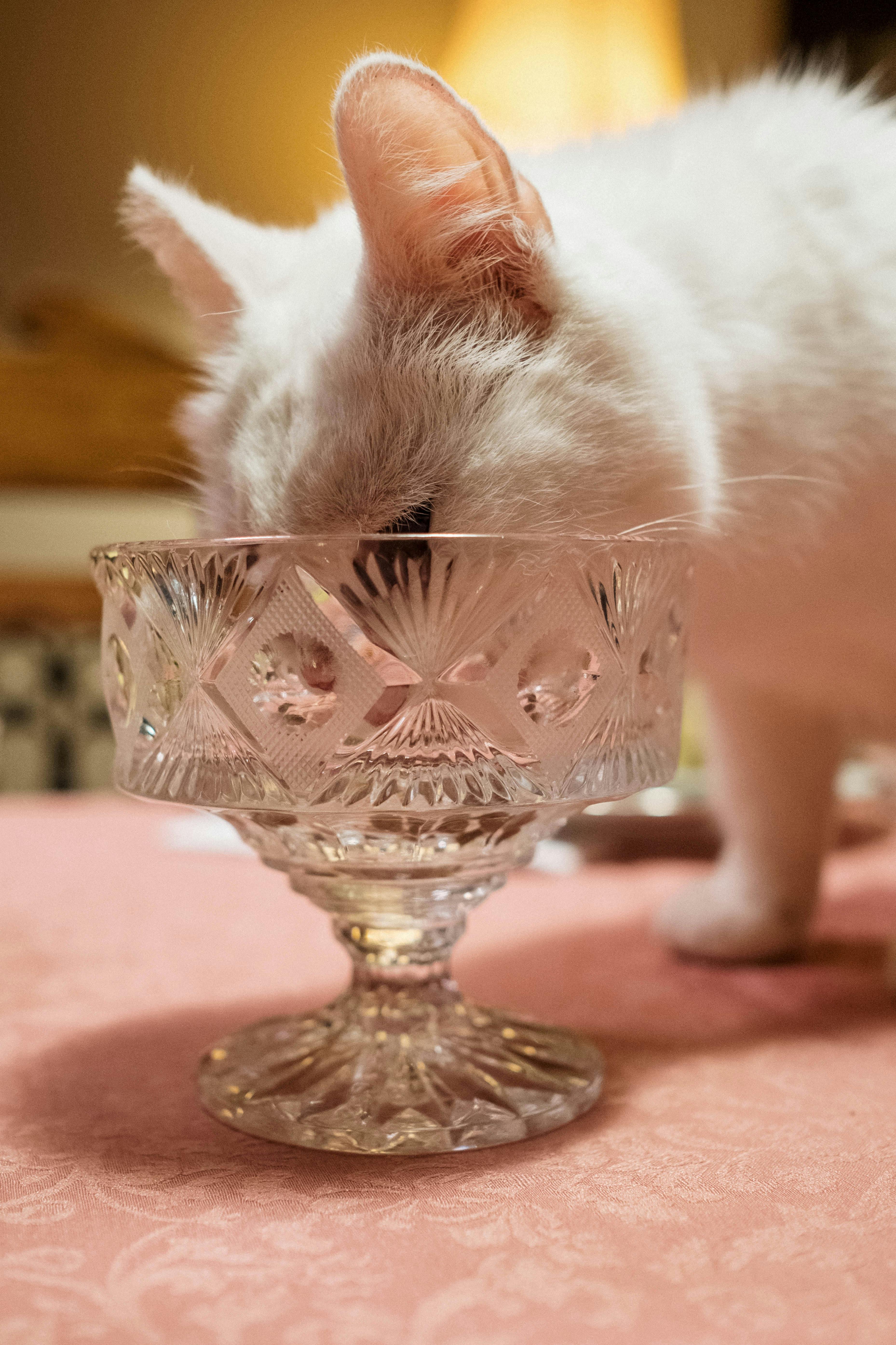 Cat Licking a Crystal Glass Stock