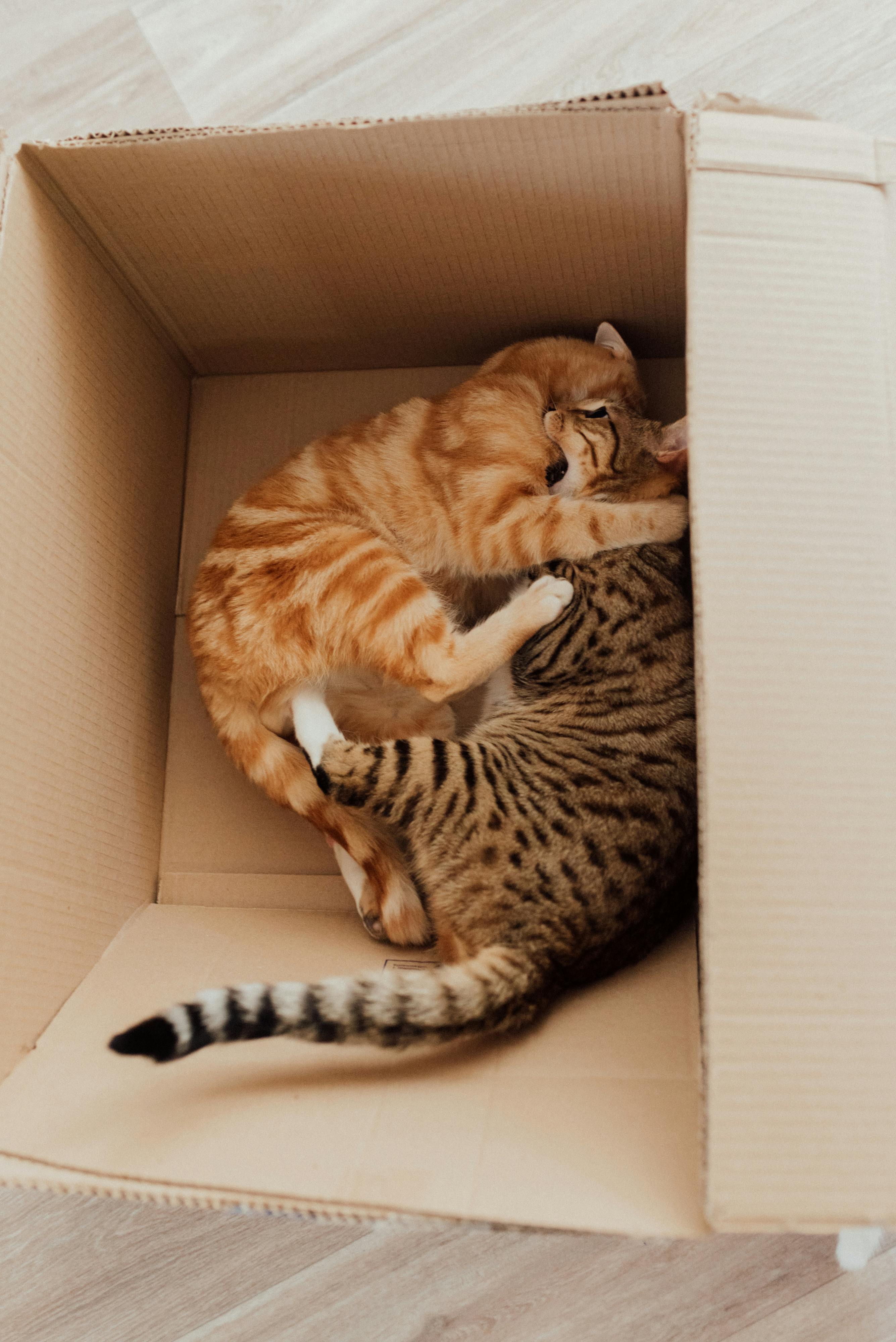 Cats playing in a box