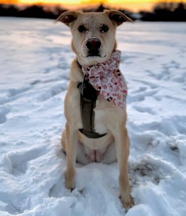 A tan dog with a patterned bandana sits on snow, facing the camera, with a sunset and some trees in the background.
