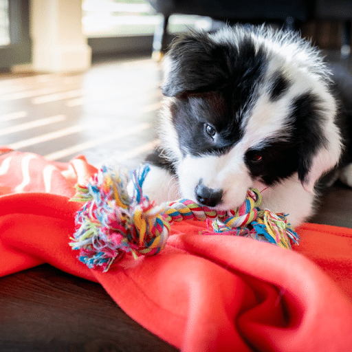 A black and white puppy lies on a red blanket indoors, chewing on a colorful rope toy.